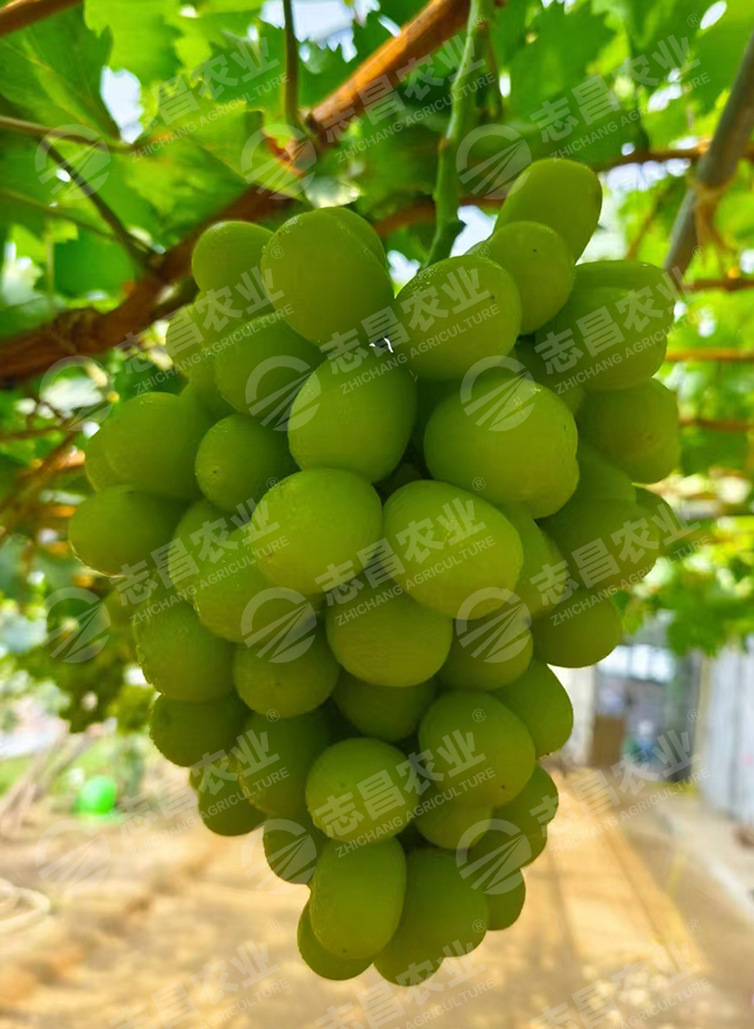紹星九號(hào)網(wǎng)站.jpg