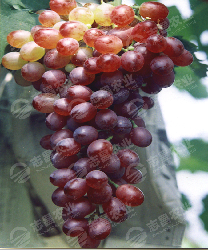 紅寶石無(wú)核網(wǎng)站.jpg